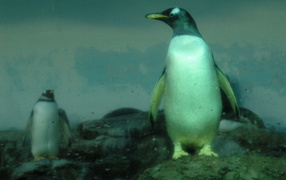 Пингвины на скалах