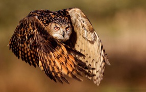Photo Owl in flight
