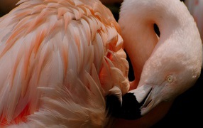 Розовый фламинго чистит перья