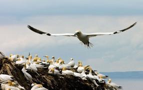 Place nesting seagulls