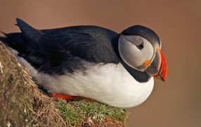 Puffin is sitting on a piece of grass