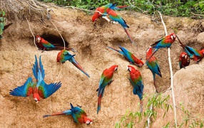Rainbow parrots nest