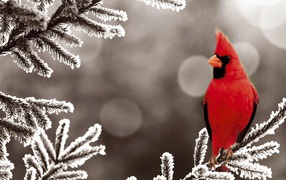 Красный кардинал на покрытой инеем ветке