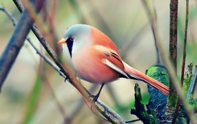 Красная злая птичка