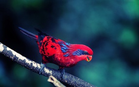 Red bird with a black tail