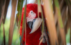 Красный попугай Ара среди стеблей растений