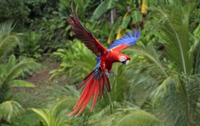 Красный попугай летит в тропиках