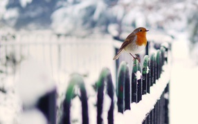Robin bird in winter
