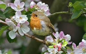 Robin on a flowering branch