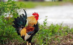Rooster standing in the grass