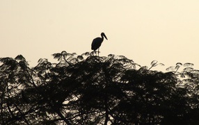 Силуэт цапли на вершине дерева