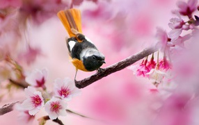 Поющая птица с оранжевым хвостом