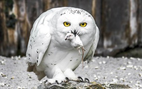 Snowy owl with prey