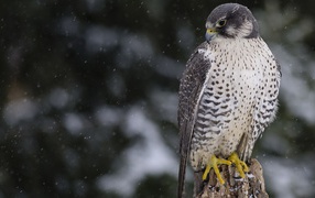 Сокол среди снегопада