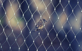 Sparrow in the cell mesh fence
