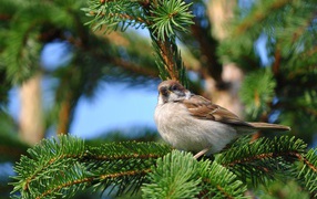 Sparrow on a fir branch
