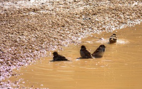Воробьи купаются в луже