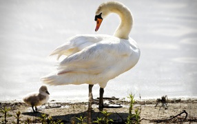 Swan leads his chick to water