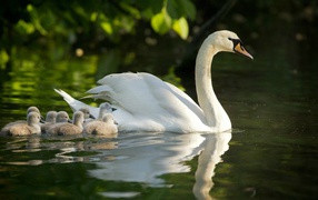 Swan on the water with a brood