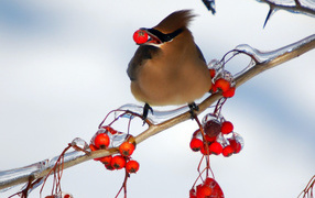 Птица ест рябину