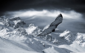 The eagle soars in the mountains