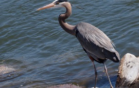 The heron stands in water