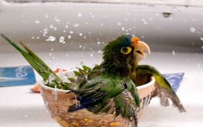 The parrot is awash in a cup