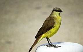 Необычная птица с желтой грудкой