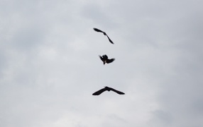 Three black birds in the sky