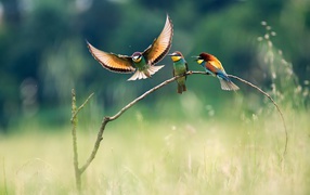 Три красочных щурка на ветке в поле