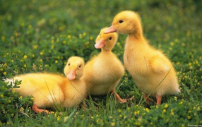 Three duckling on green lawn