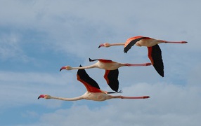 Три фламинго летят в небе