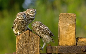 Three owls on a wooden fence