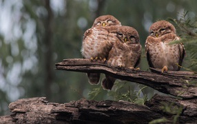 Three owls on an old tree