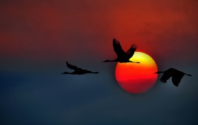 Three swans on background red sun