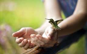 Tiny hummingbird at hand