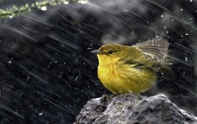 Tit during inclement weather