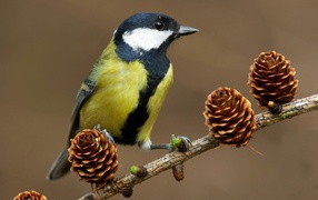 Tit on a branch with buds