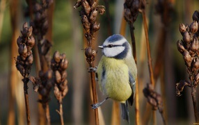 Tit on dry spikelet weed
