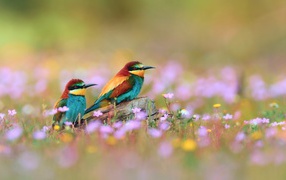 Две красочных птицы на камне в траве