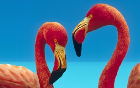 Two birds flamingos