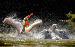 Две птицы резвятся в воде