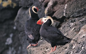 Два тупика на скале