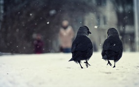 Two crows walking on snow