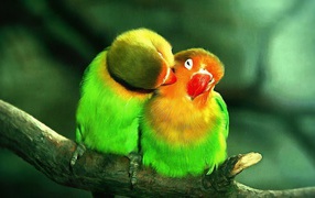Два милых зеленых попугая на ветке дерева