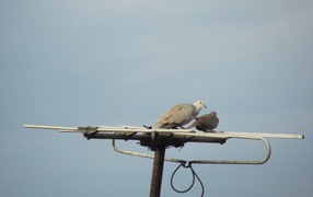 Два голубя на телевизионной антенне