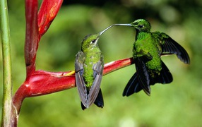 Two green hummingbirds