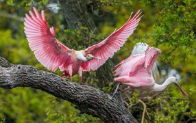 Две розовые птицы на дереве