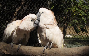 Два розовых попугая в клетке