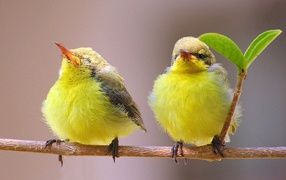 Two proud yellow birds